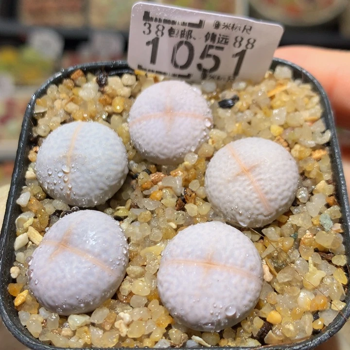 Sss精品生石花1051