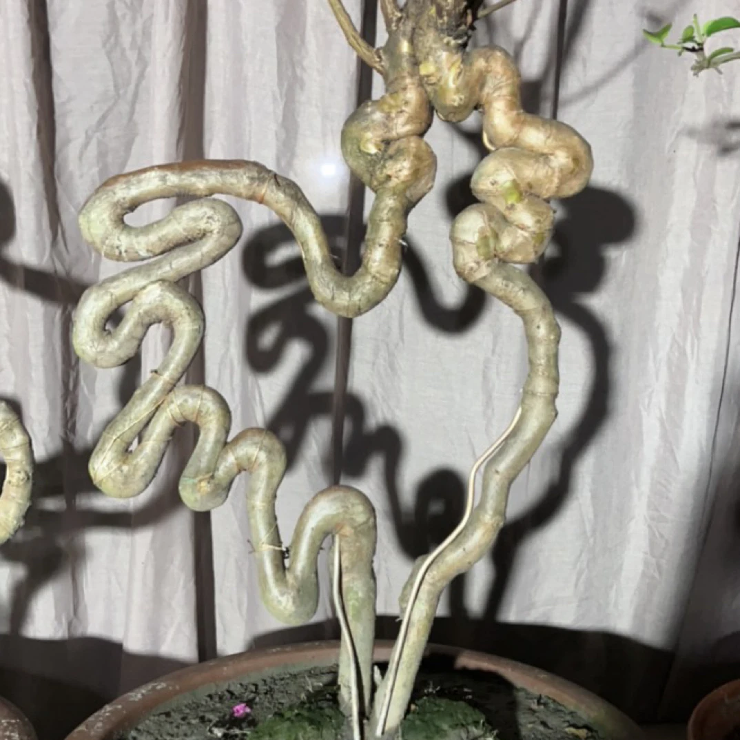 不锈钢木质手链 紫薇编制的十二生肖 鸡