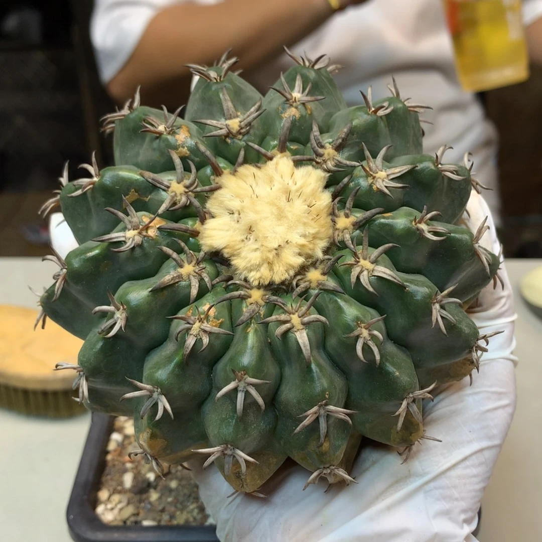 25号 自根 猫爪圆盘玉11.5公分 战损版