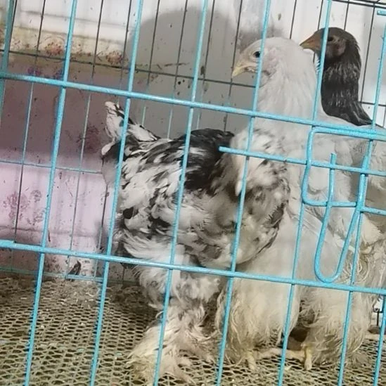婆罗门鸡雪花3个月小母鸡竞拍