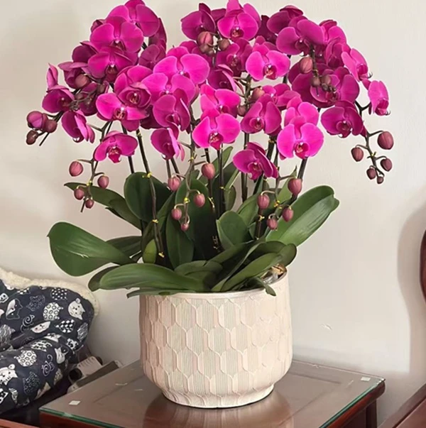 福建花店附近鲜花配送厦门市同安区同城母亲节蝴蝶兰盆栽开业乔迁