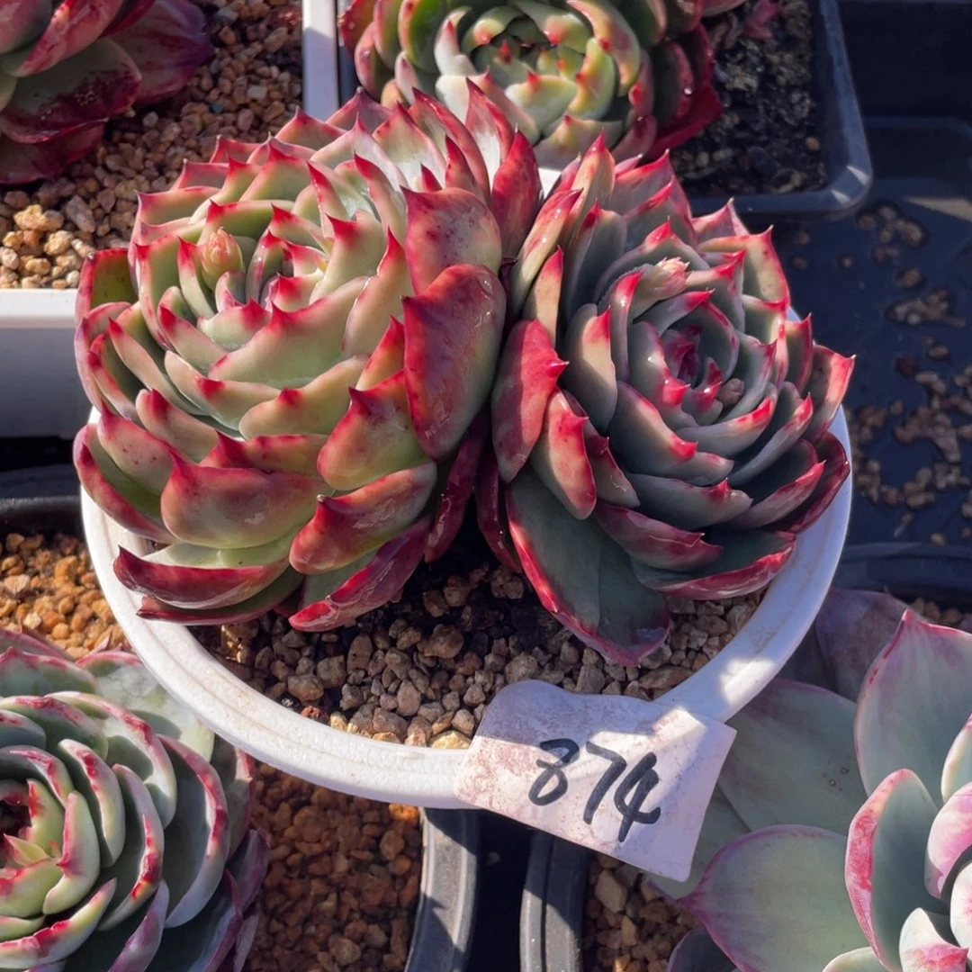 惊鸿仙子冠服17左右