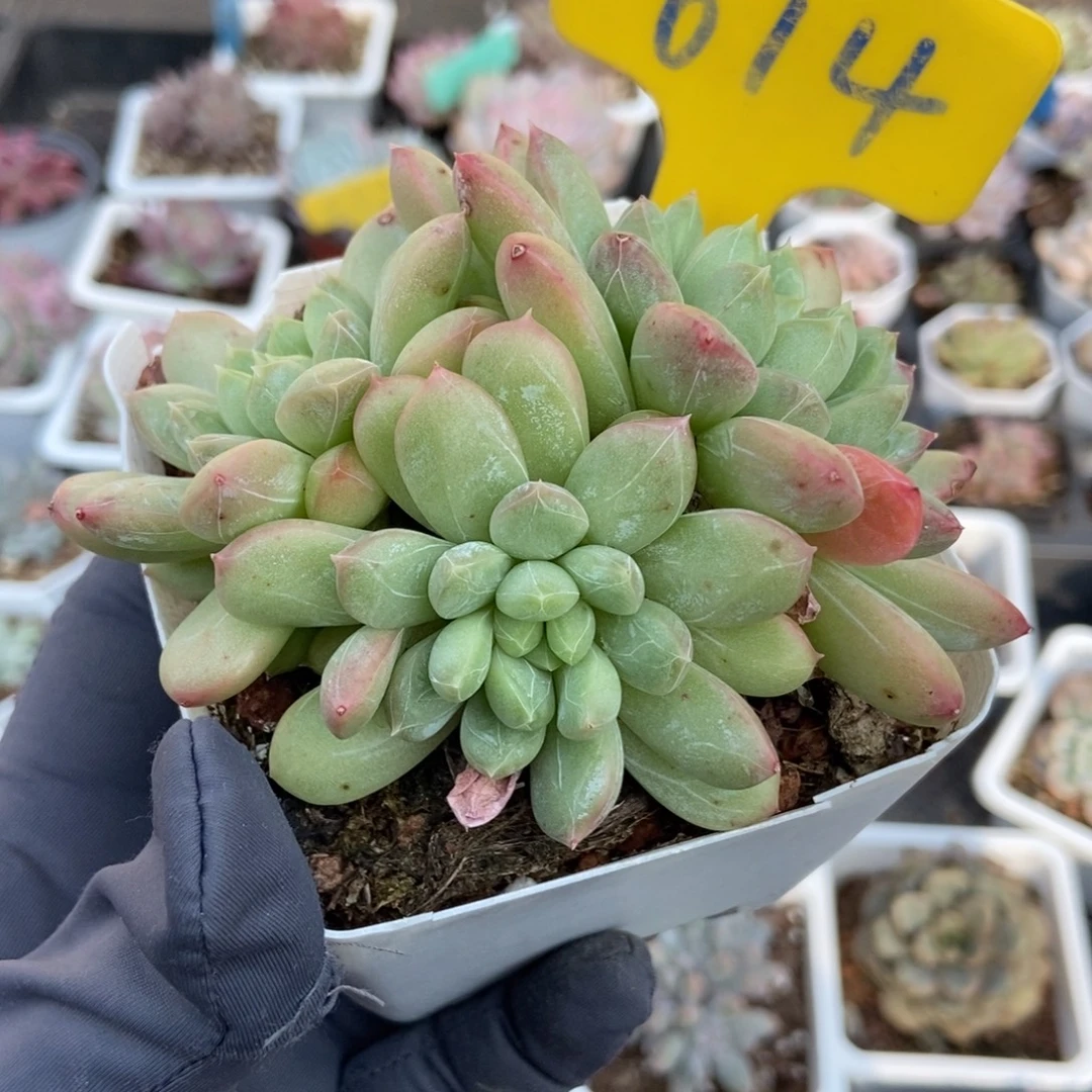 614百搭翡翠多肉植物