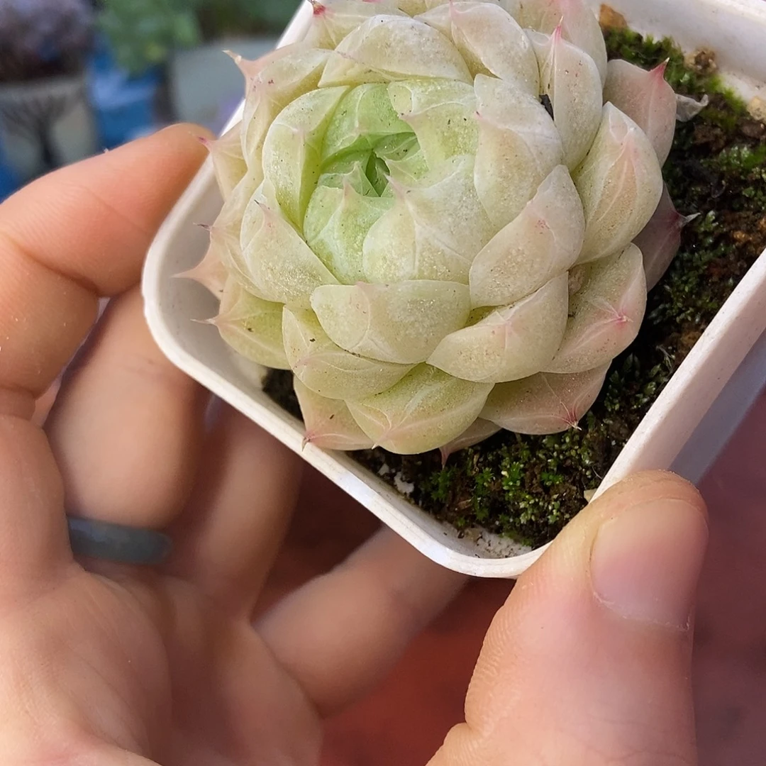 月影杂交单头一物一拍
