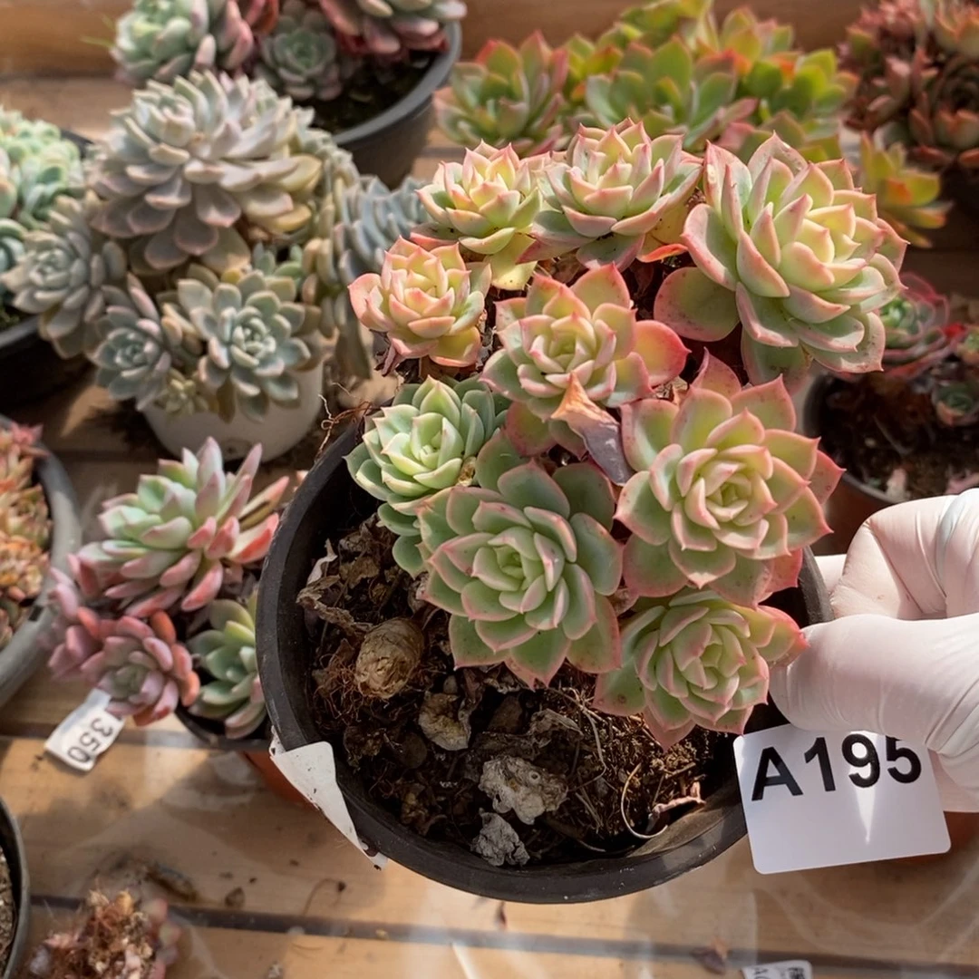 195哈密瓜一物一拍