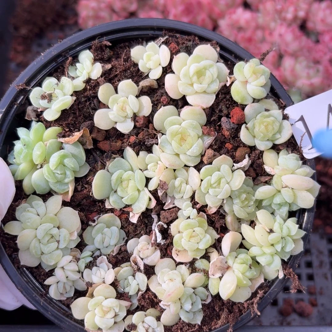 多肉植物多肉植物140