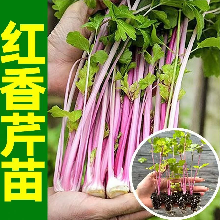 水果红芹苗香味浓郁阳台盆栽庭院种植
