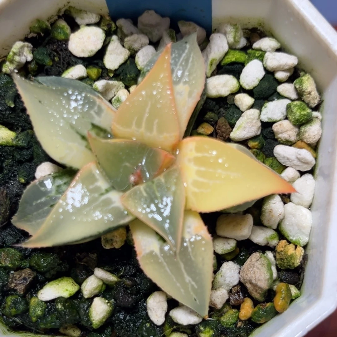 恭喜发财大吉大利975