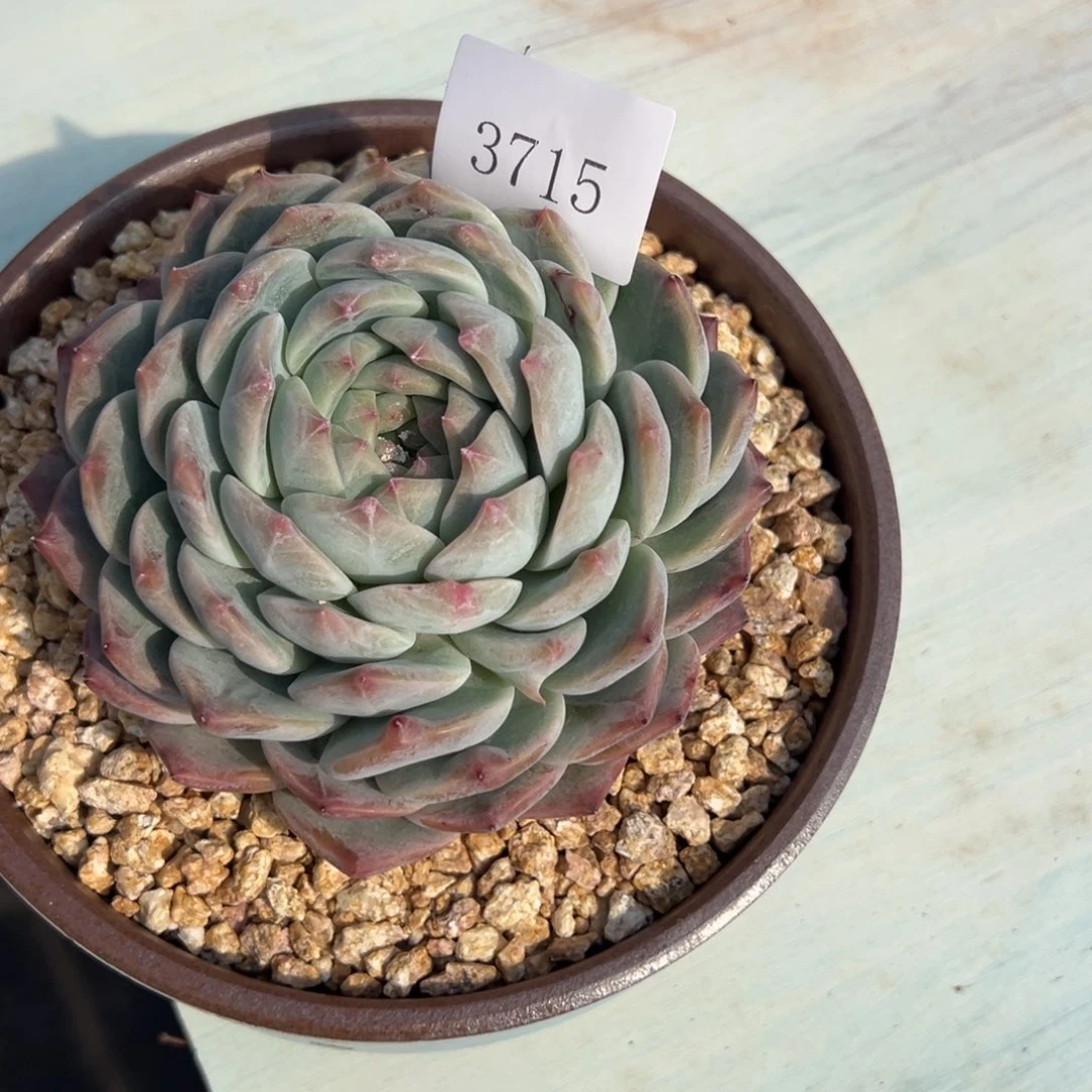 A**a3615多肉多多多多多