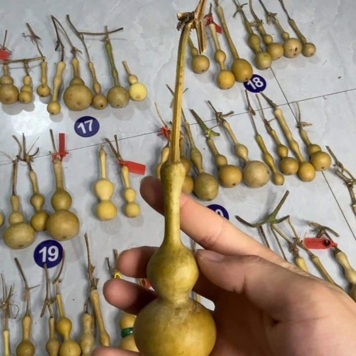 4***8精品八宝杆子周正