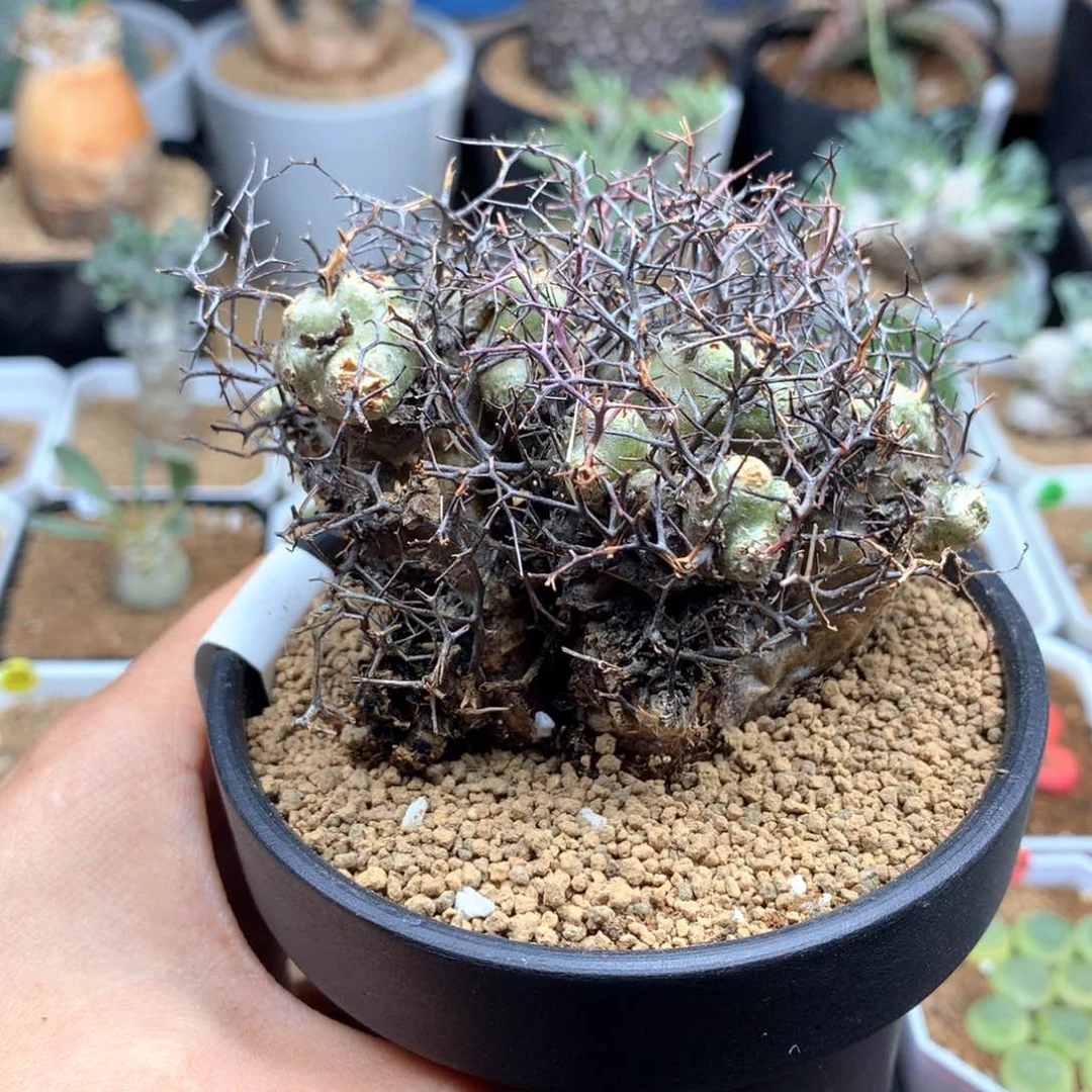 钢丝球万物想奇峰锦多肉脱土