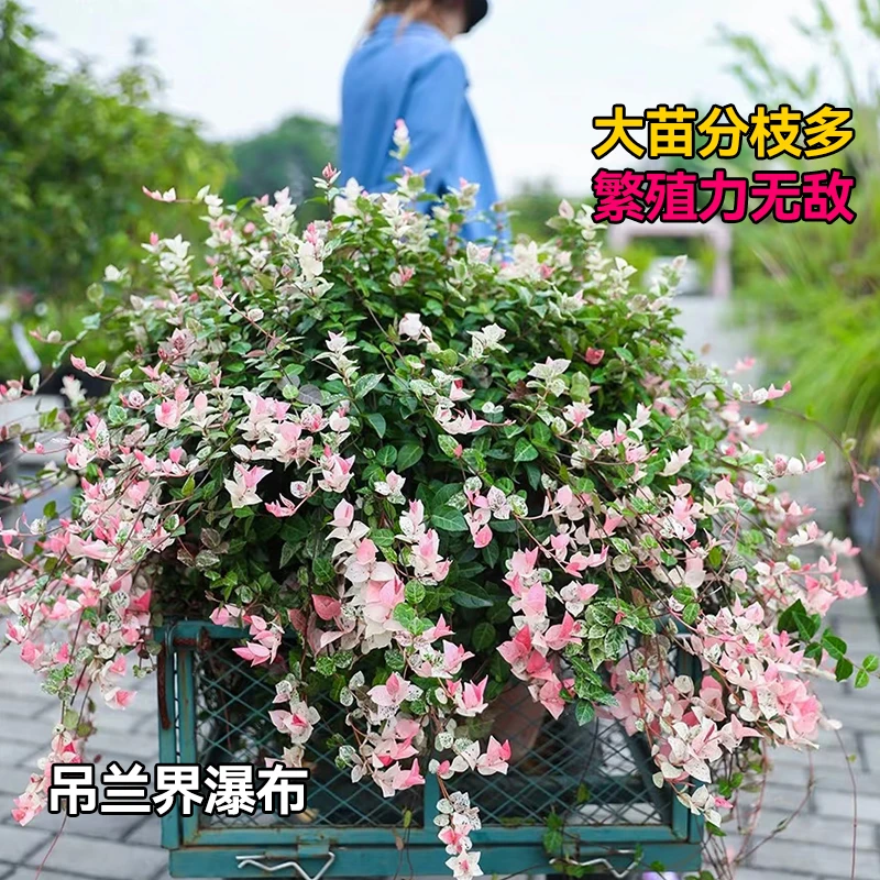花叶络石盆栽办公室内四季好养客厅桌面阳台庭院垂吊花卉小绿植物