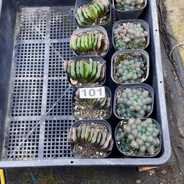 101雨露一物一图如图带盆