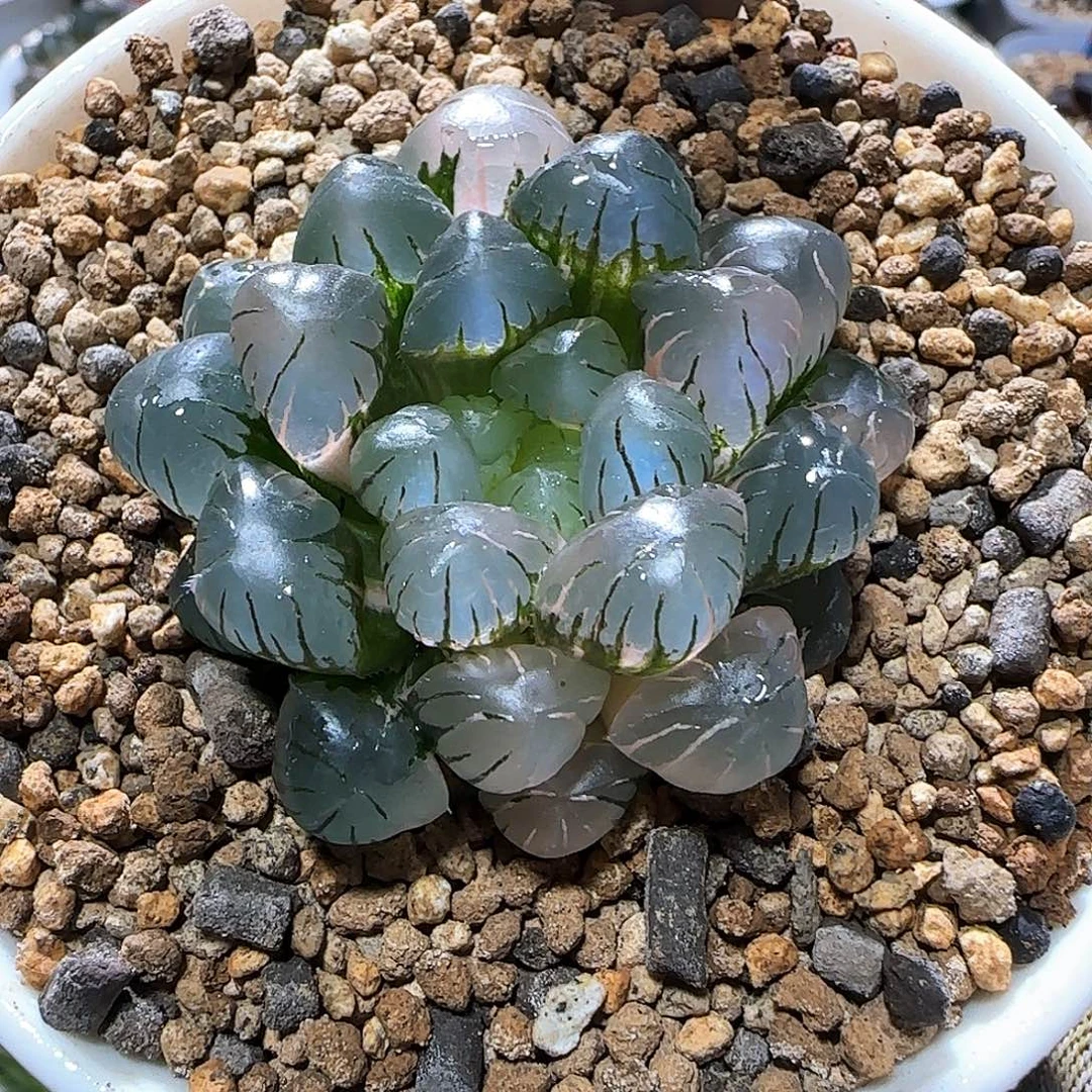 346号非组冰灯玉露锦 5 厘米左右一物一拍带盆发货