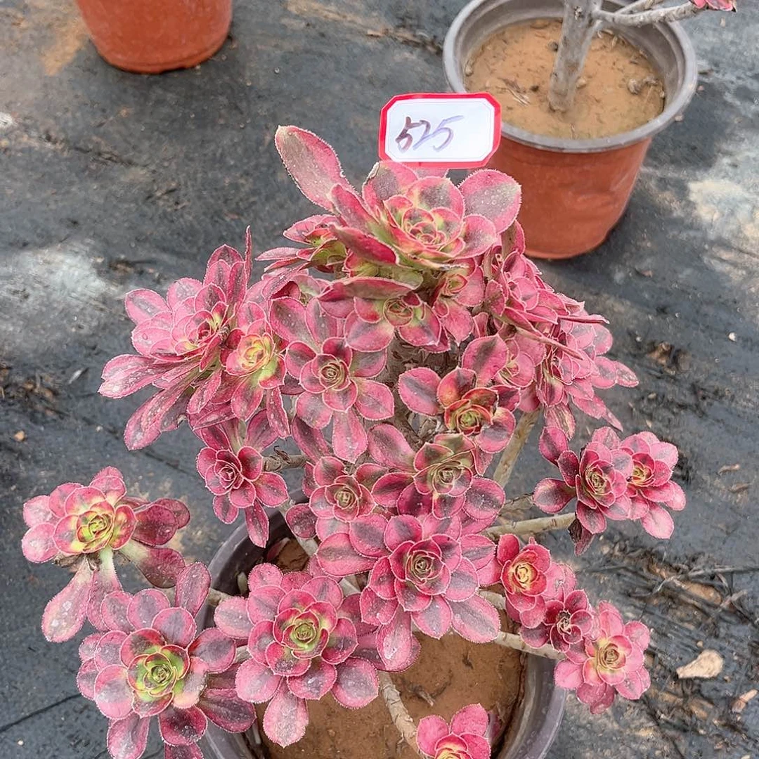 多肉植物525号多肉植物