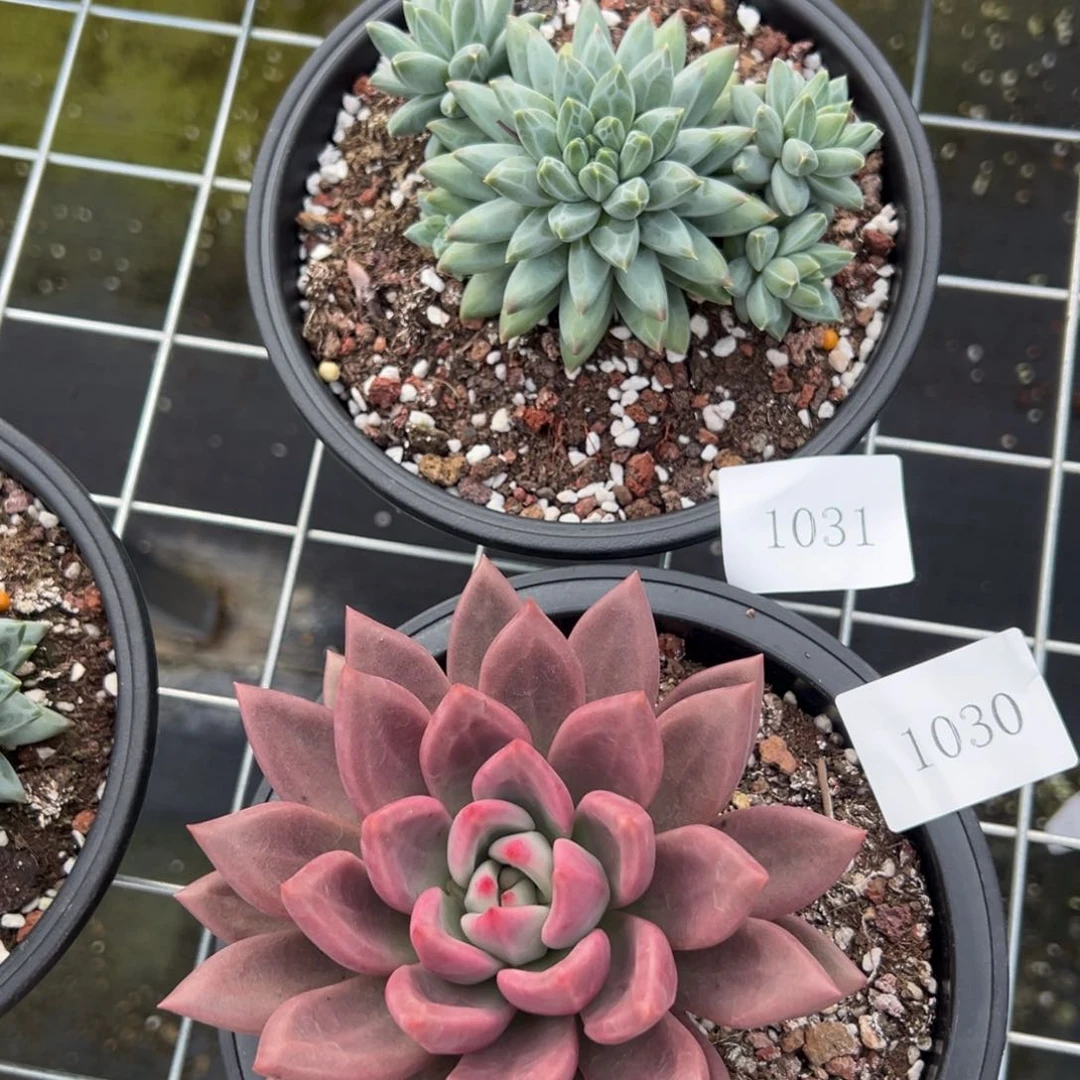 宠**生1030 1031不包掉肉肉肉肉肉