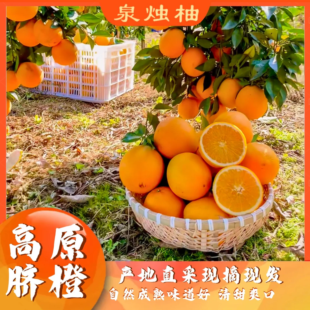 云南高山脐橙纽菏尔6斤，六斤包邮新鲜上市现采现发