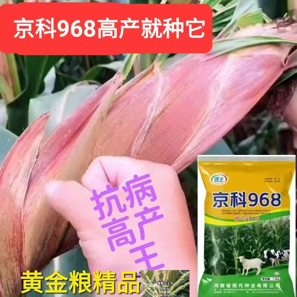 高产玉米种子品种双棒四国审玉米种子高产正品矮杆大棒抗倒抗病