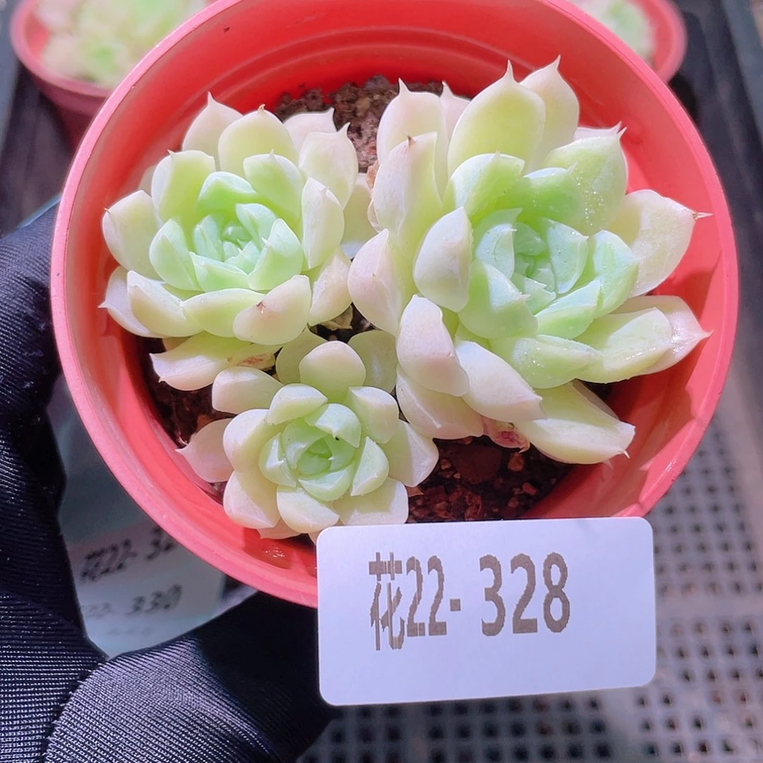 花利美22-328白月影
