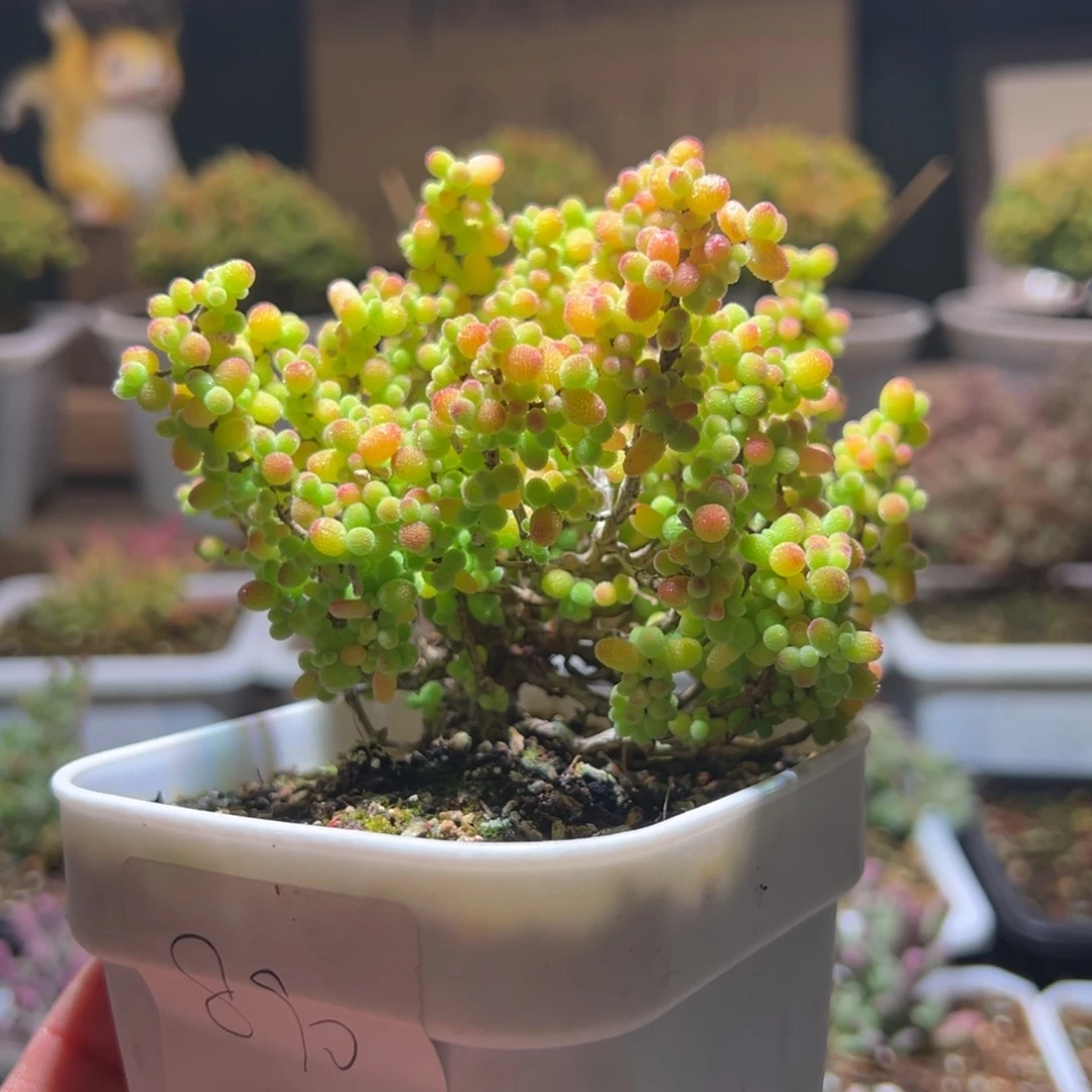 890金桔一物一拍包开箱