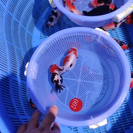 鱼****金鱼007兰寿两只特价顺丰包邮