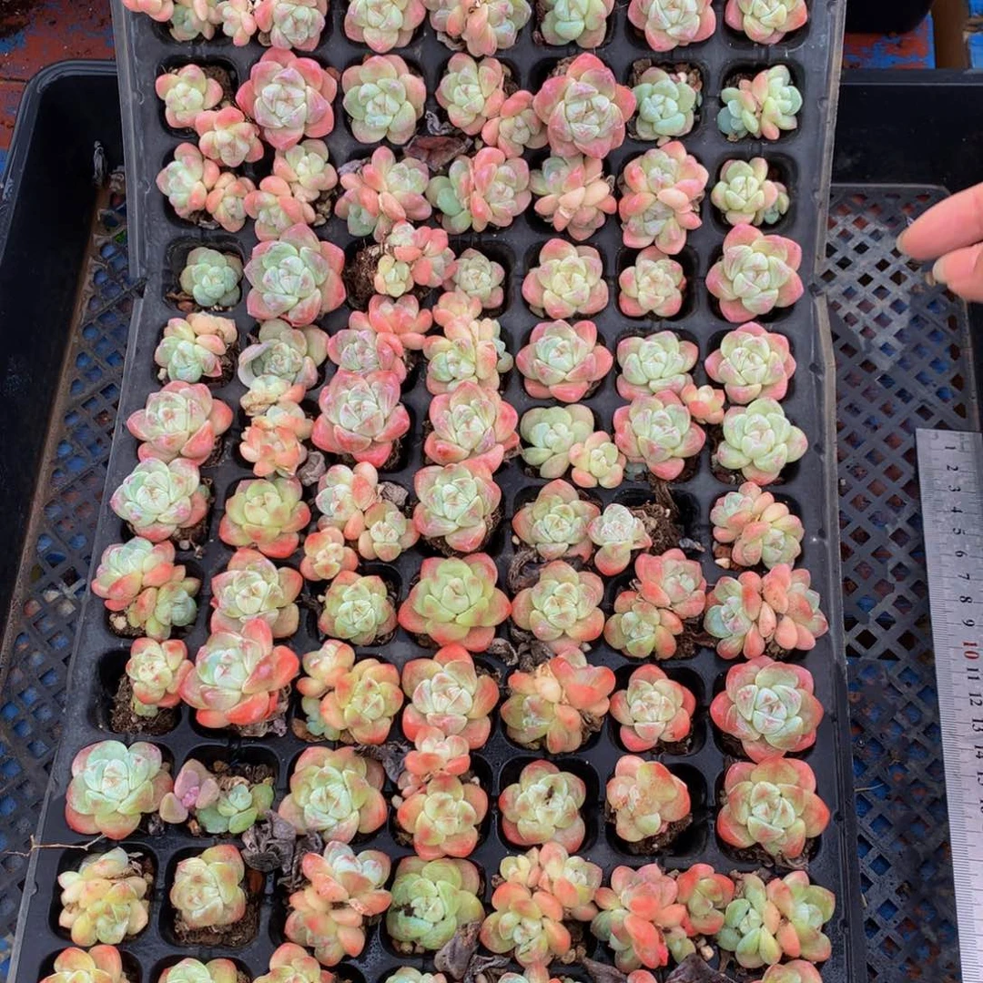 冰玉50个嗯嗯嗯嗯嗯嗯好