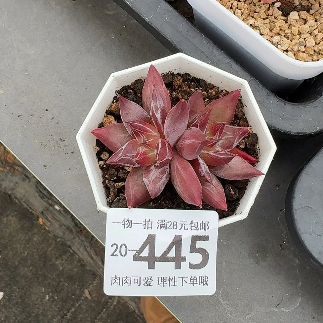 墨韵无盆土发货无盆土发货无