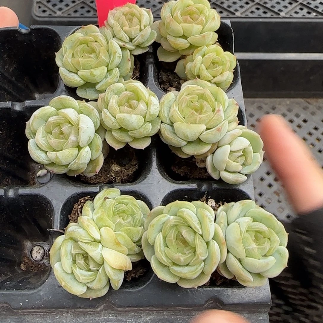 136哈哈哈哈哈哈