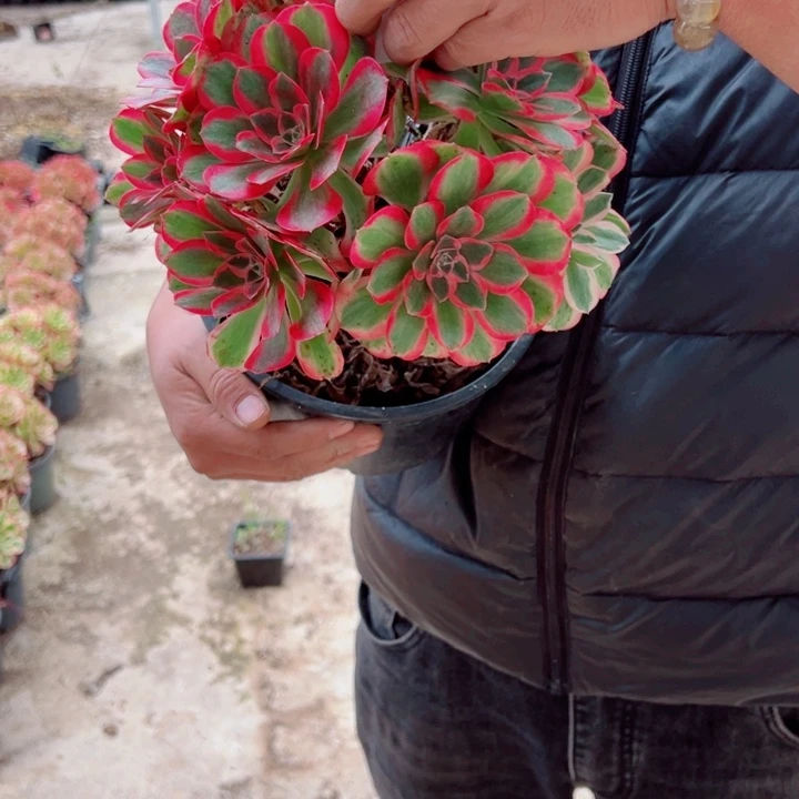 女巫二加伦72号多肉法师