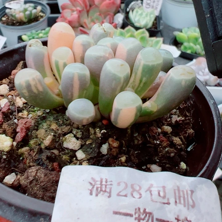 五十铃五锦多肉植物298