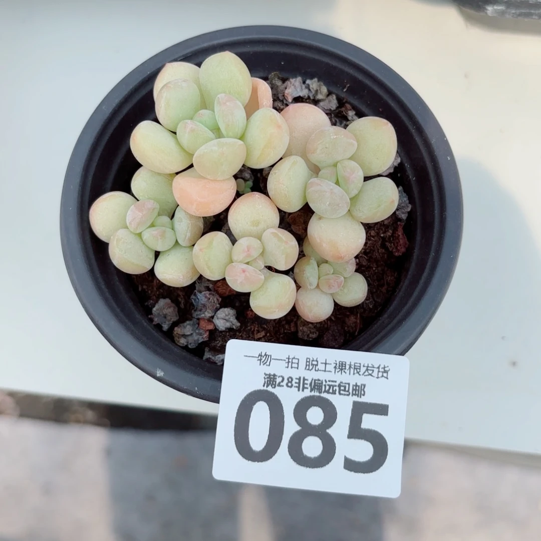 萤火虫奶整群多肉多肉多肉