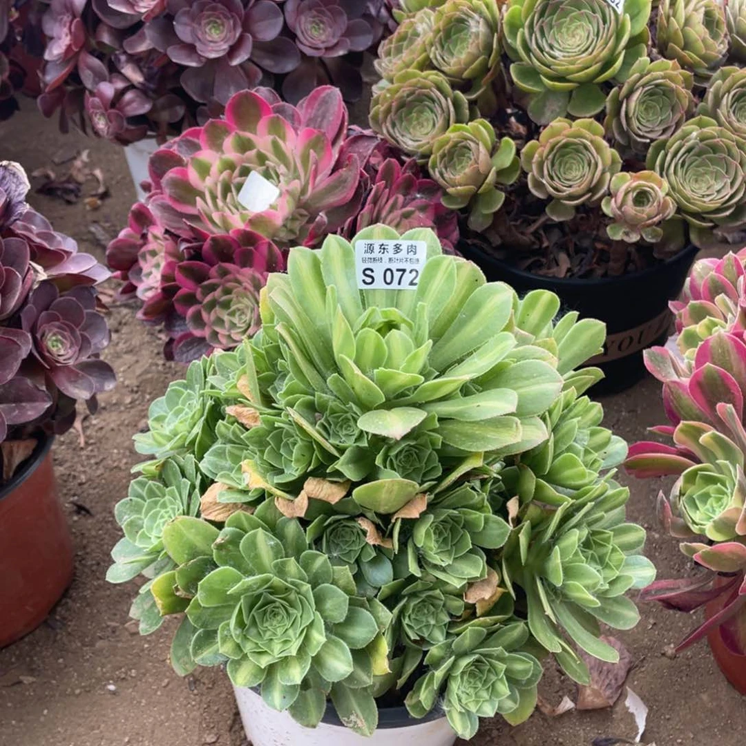 072翡翠多肉法师断枝不包