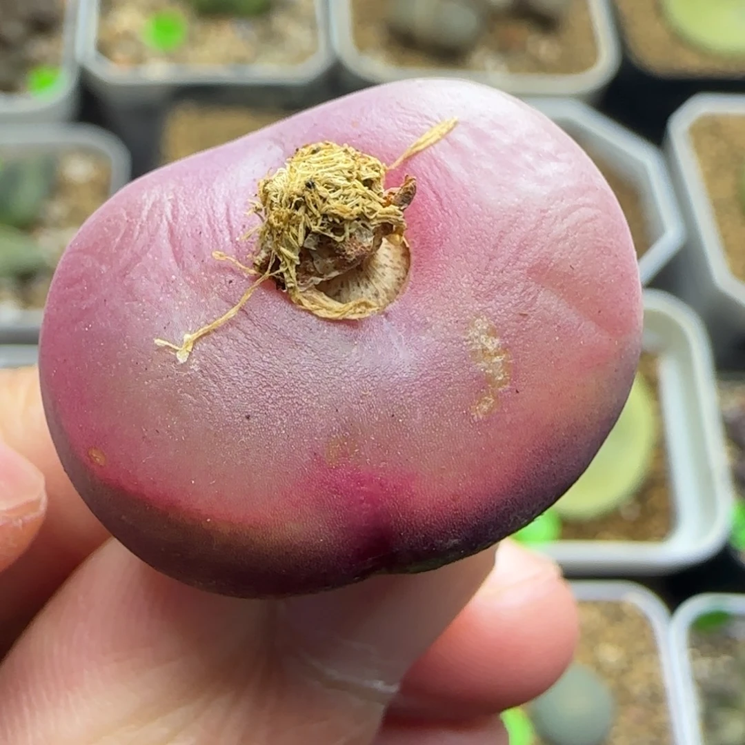 漂漂亮亮多肉植物106