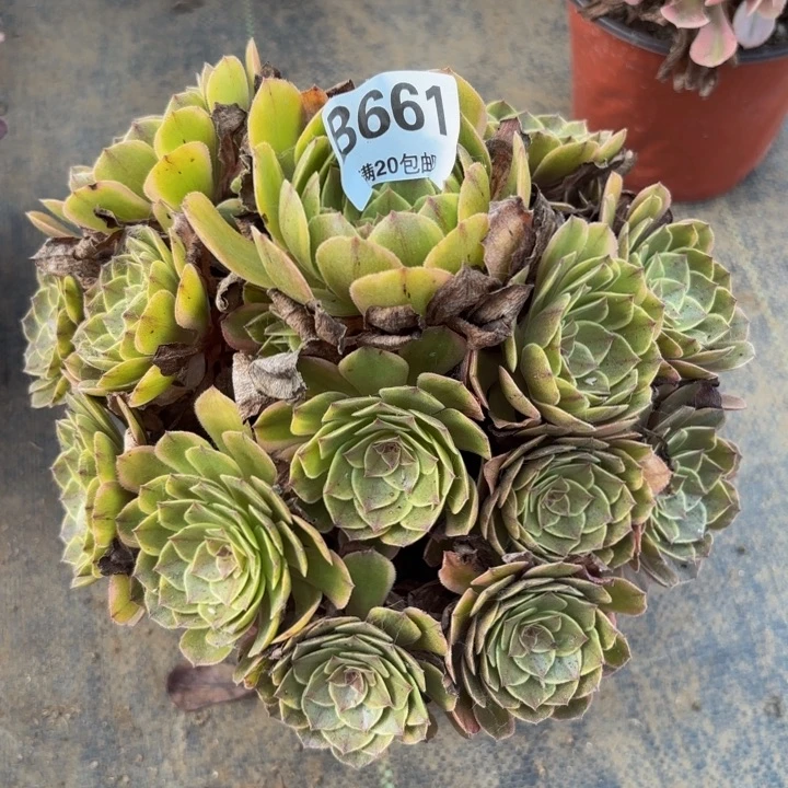 瑞妈多肉植物，661半夏