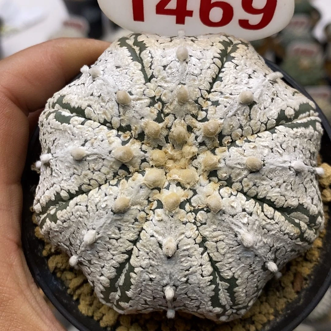 1469浓白v特价来了7.8厘米