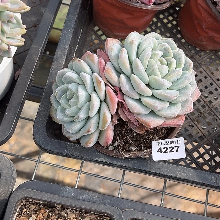 阿雅园艺。       4227冰玉