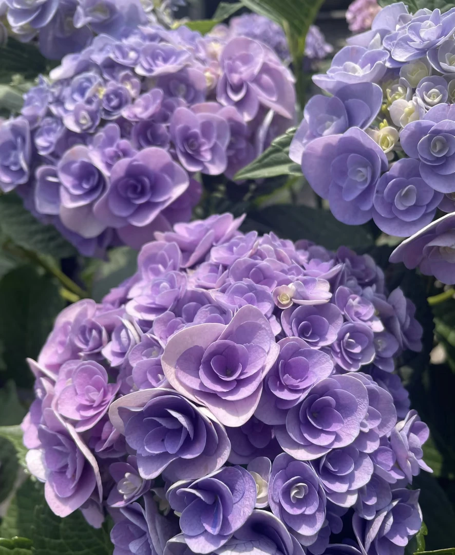 程程花园店-贵州露天绣球【妖吻】新老枝条开花