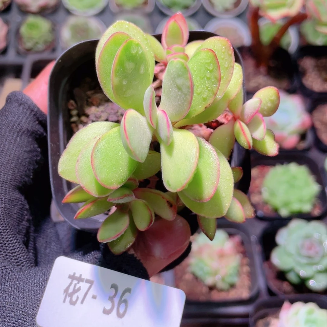 花利美 7-36糖果锦