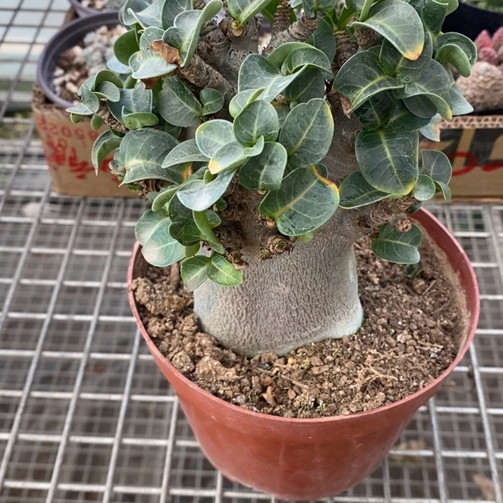 豚**妈伯克利和格蕾纳等著名音乐