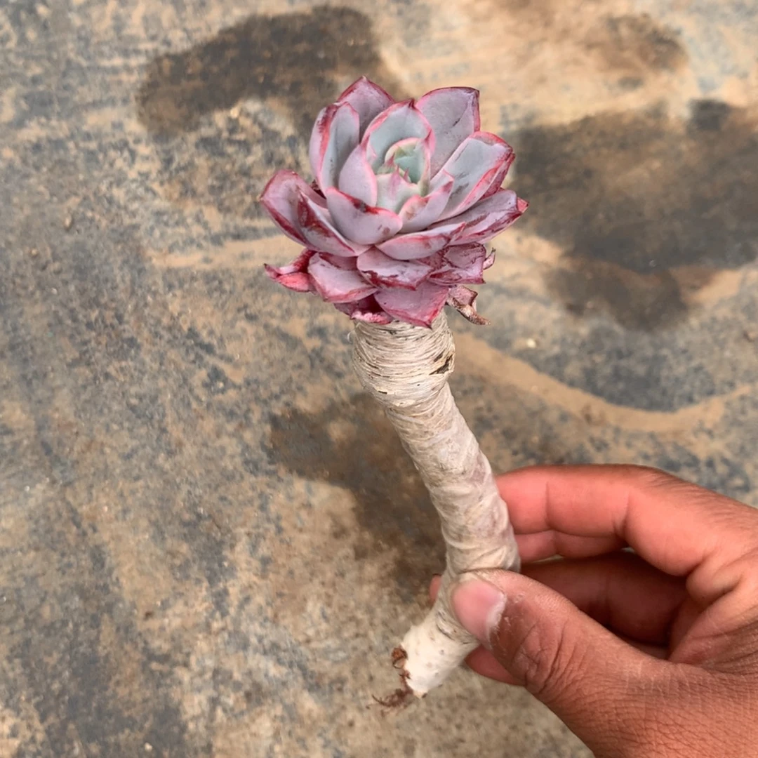 那时候是个啥日子都是