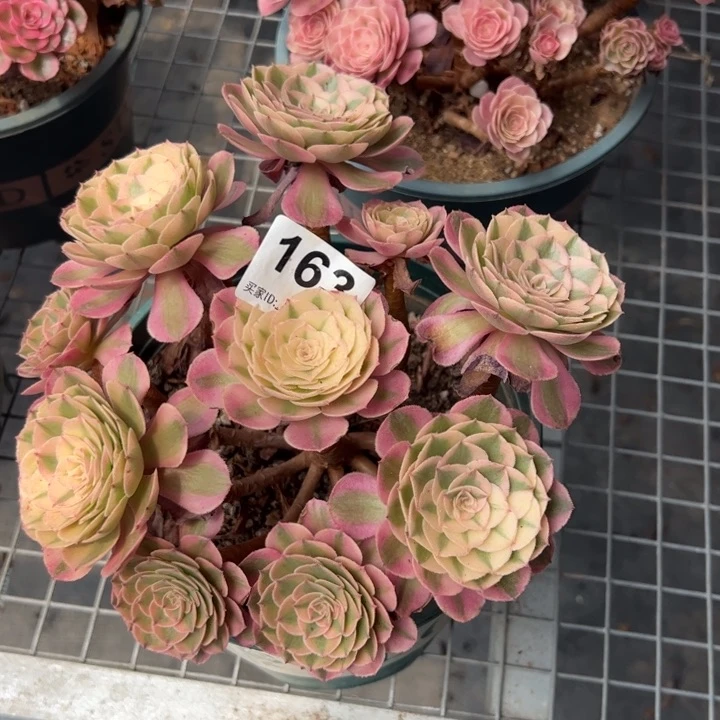 163荔枝20厘米左右