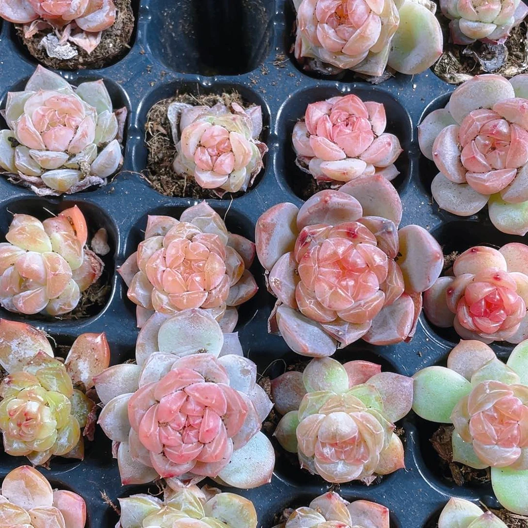 糖心5号穴一个满25包邮