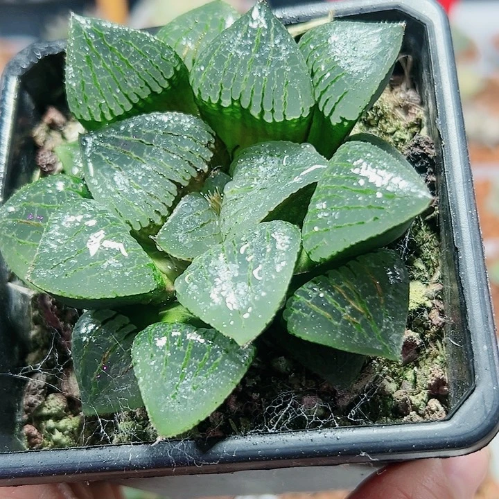 十二卷多肉香瓜岛