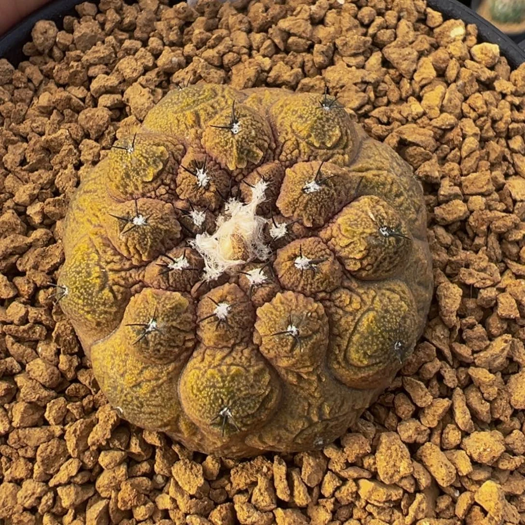 244实生根欧系蜥蜴皮多肉植物带盆土