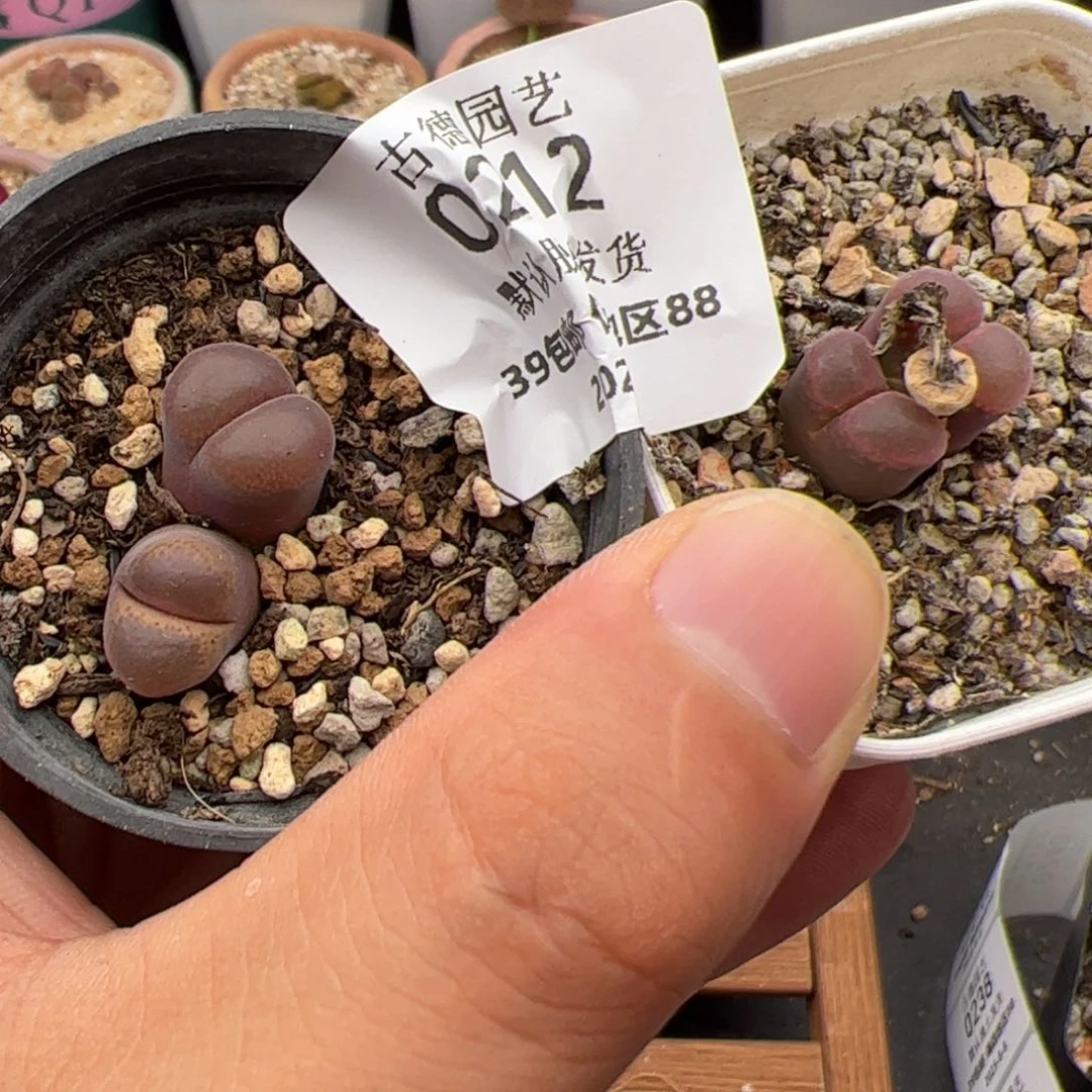 0212 风铃 多肉植物