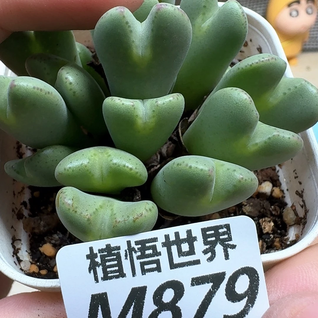 多肉植物的润泽wv