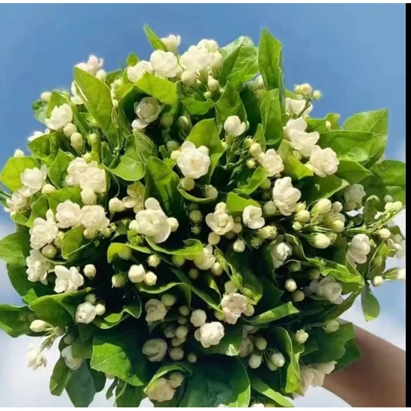 鲜切茉莉花！（可和花束拼单，两单升级顺丰）