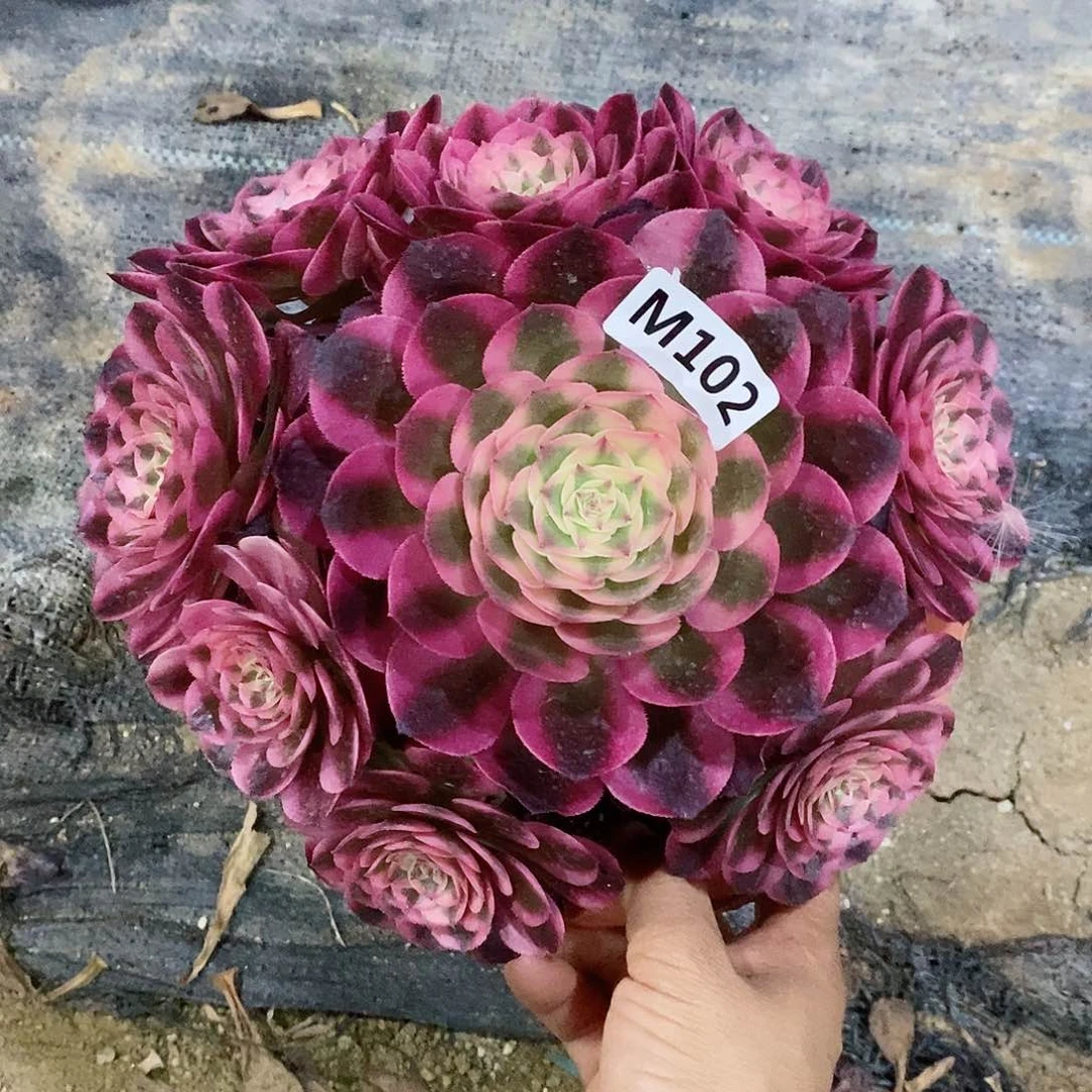 102荔枝冠18.2055555555555