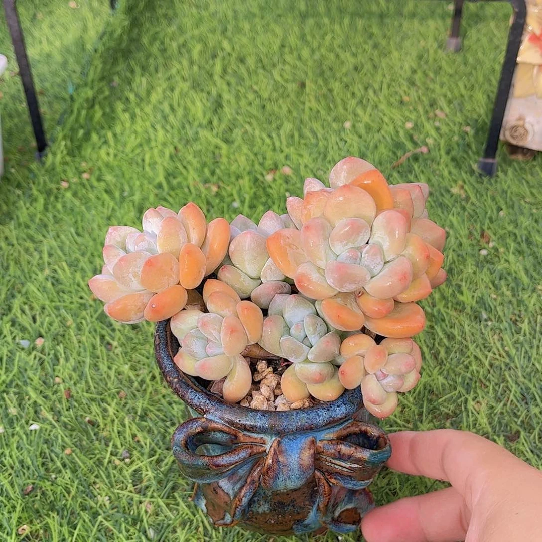 韩版丸叶香水带盆多肉