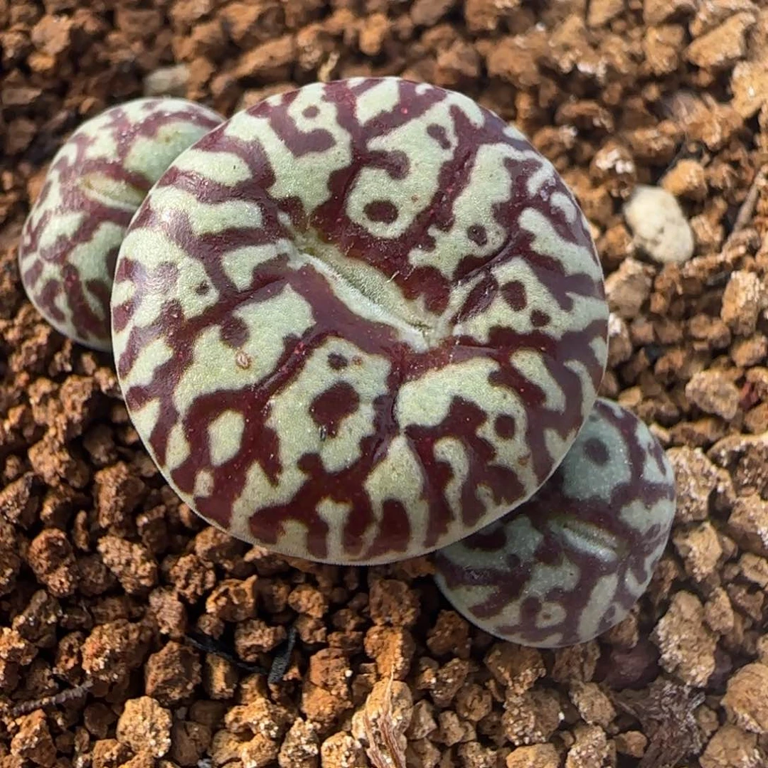 1.28多肉新年大福头超墨127号